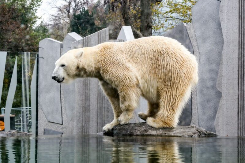 Vienna: Zoo With Private Flexible Transfers and Tickets - Key Points