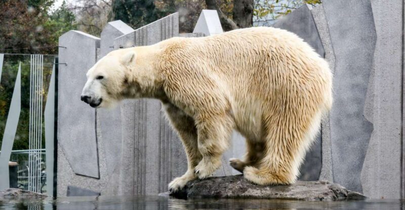 Vienna: Zoo With Private Flexible Transfers and Tickets - Rare and Exotic Species