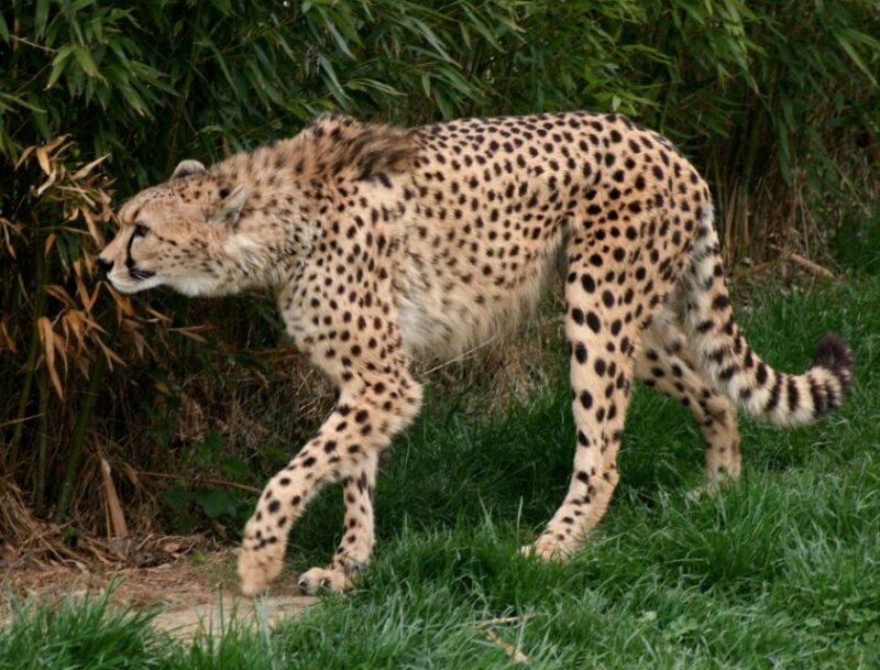 Vienna: Zoo With Private Flexible Transfers and Tickets - Private Vehicle Transfers