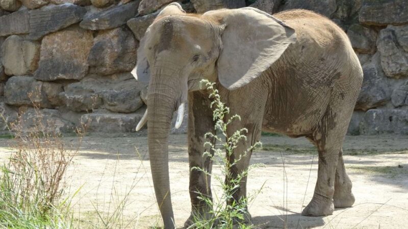 Vienna: Zoo With Private Flexible Transfers and Tickets - One-Way or Round-Trip Options