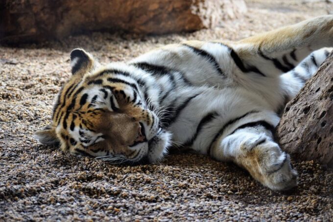 Vienna: Zoo With Private Flexible Transfers and Tickets - Getting to the Zoo