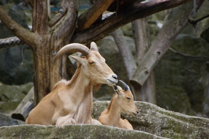 Vienna: Zoo With Private Flexible Transfers and Tickets - Frequently Asked Questions