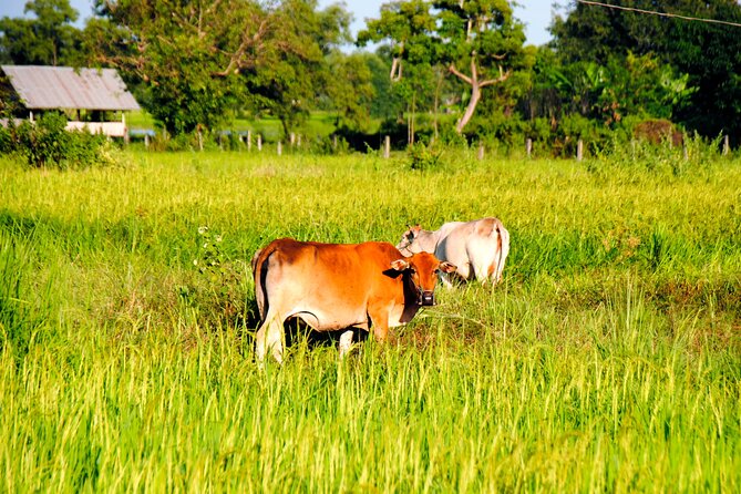 Vientiane Day Trip By Bike To Tad Moon Waterfall - Exploring Quiet Villages and Hillsides