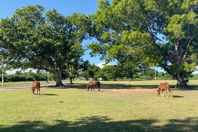 Vieques Bio Bay Tour and Beach Day Trip from San Juan by Ferry - Final Thoughts: Is This Tour Right for You?
