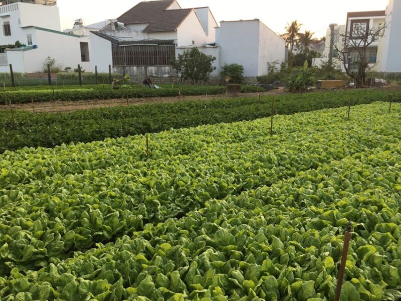 Viet Garden Cooking Class (Countryside and Market Tour) - Key Points