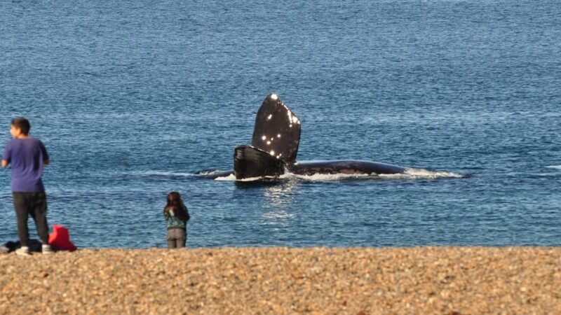 View of the Whales: Transfer to El Doradillo Beach - Key Points