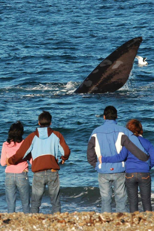 View of the Whales: Transfer to El Doradillo Beach - Inclusions