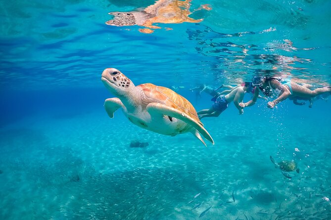 View the Turtles, Rose Island, Gilligans Island and Fishing Tour - Reviews and Ratings