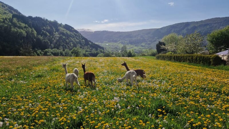 Vik: Hiking Tour With Farm Visit - Experience Highlights