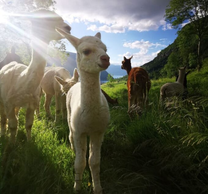 Vik: Hiking Tour With Farm Visit - Meeting the Farm Animals