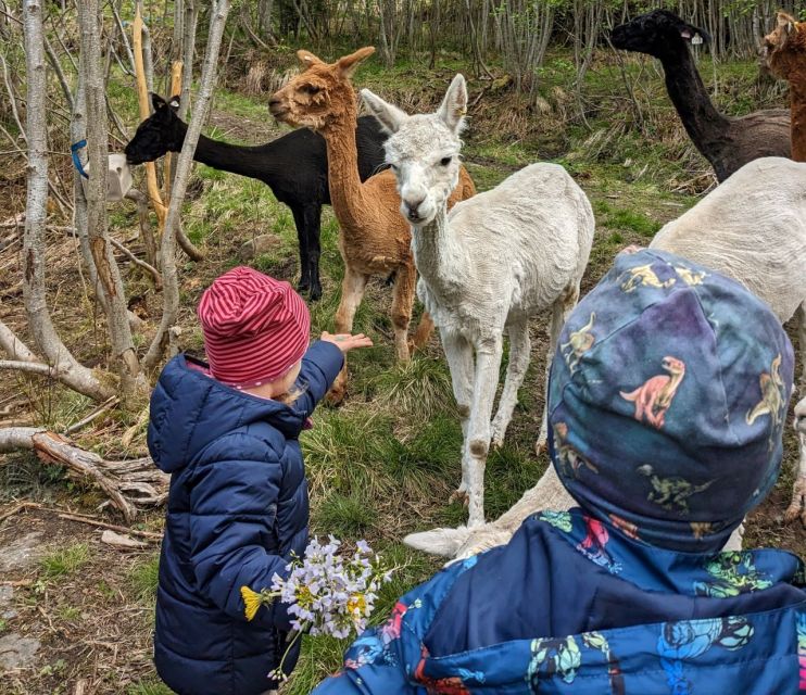 Vik I Sogn: Authentic Farm Visit - Key Points