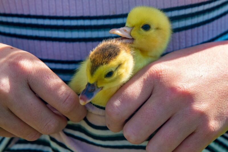 Vik I Sogn: Authentic Farm Visit - Meeting the Animals