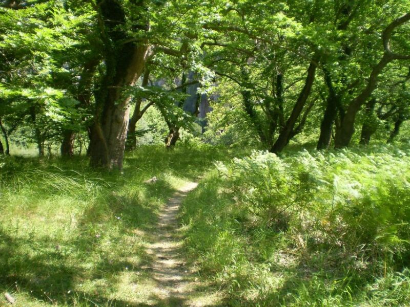 Vikos Gorge Aristi to Klidonia Bridge 3-Hour Hike - Highlights of the Vikos Gorge
