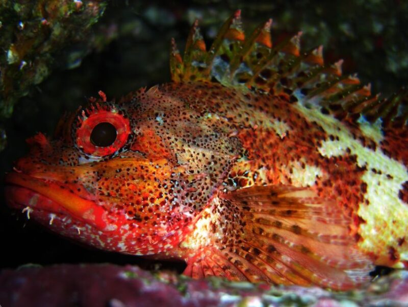 Vila Franca Do Campo: Introduction to Scuba Diving Tour - Key Points