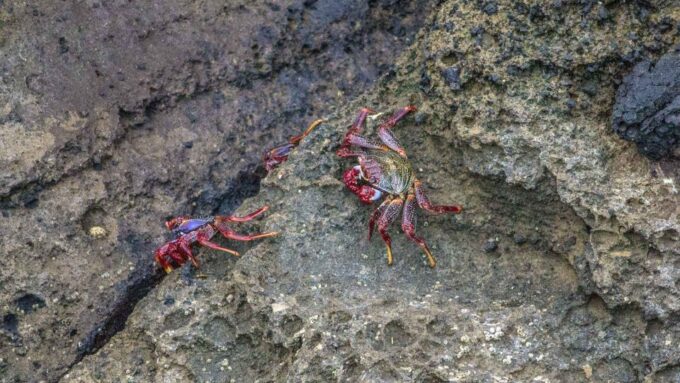 Vila Franca Islet: Off-coast Nature Reserve Tour - Scenic Drive