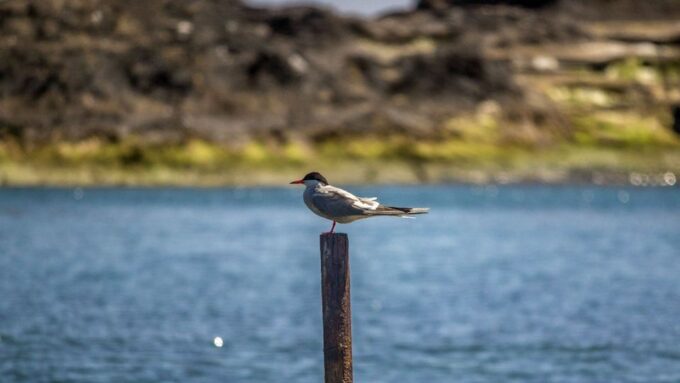 Vila Franca Islet: Off-coast Nature Reserve Tour - Activities