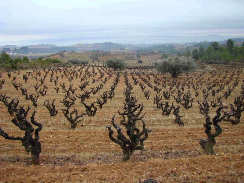 Vilafranca Del Penedès: Winery Visit With Tastings - Additional Details