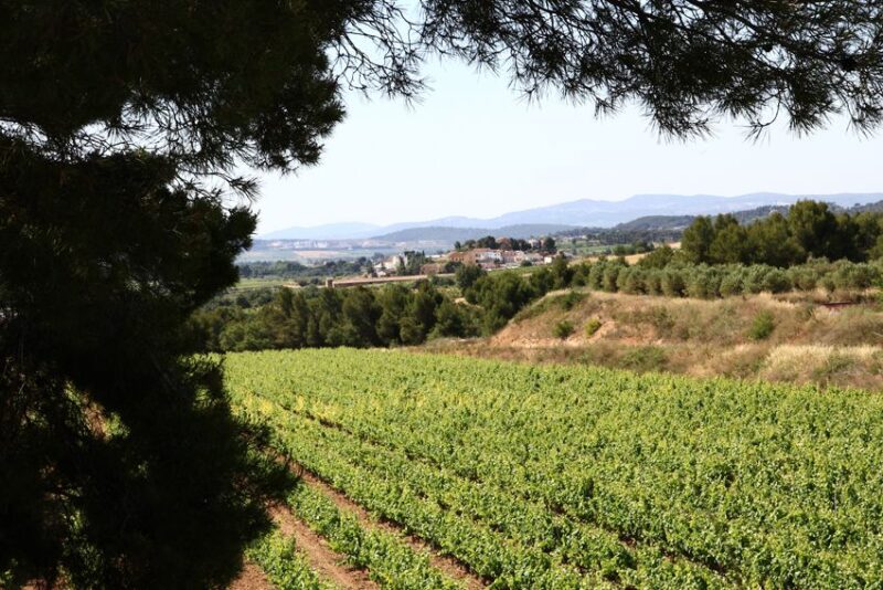 Vilafranca Del Penedès: Winery Visit With Tastings - Cancellation Policy