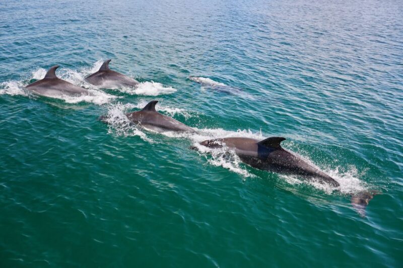 Vilamoura: Boat Tour Dolphin Quest - Onboard Amenities