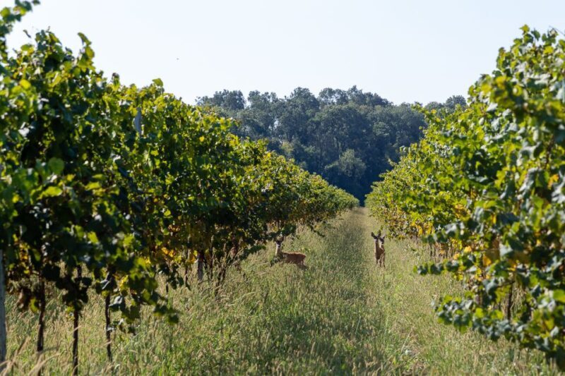 Villa Bogdano 1880: Guided Winery Tour and Tasting - Highlights of the Tour