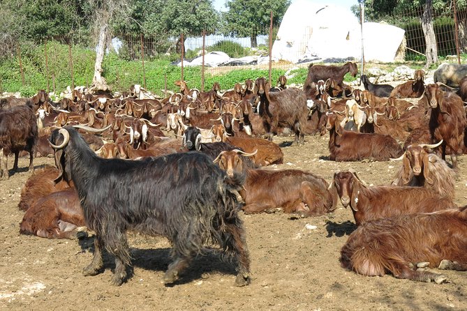 Village Venture: Troodos Mountains Food & Wine Small Group Day Tour - Inclusions