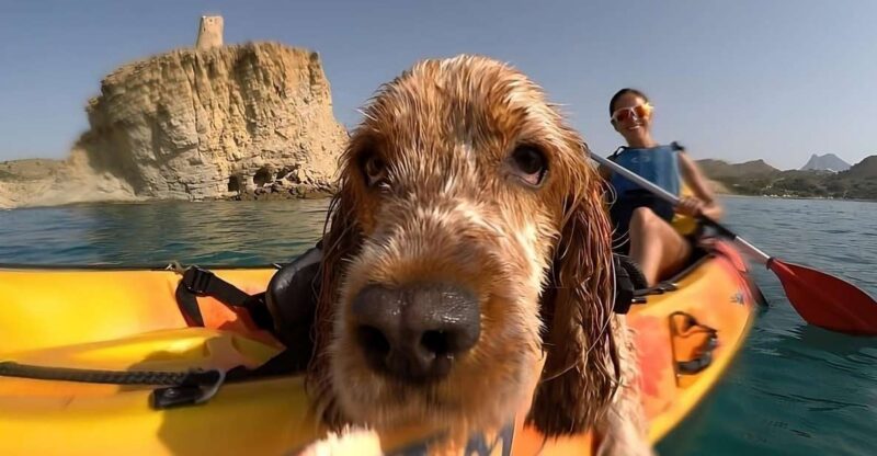 Villajoyosa: Kayaking With the Mans Best Friend, Your Dog - Key Points