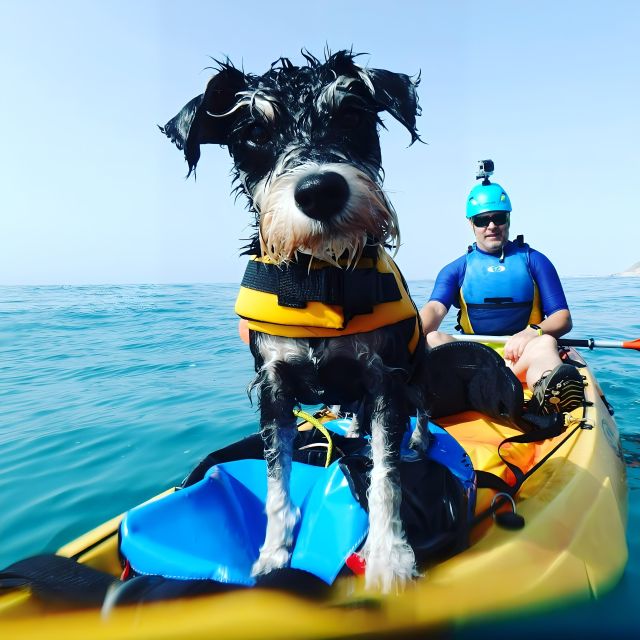 Villajoyosa: Kayaking With the Mans Best Friend, Your Dog - Recap