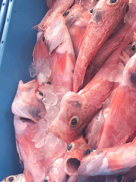 Villajoyosa: Seafood Route and Fish Auction. - Meeting Point