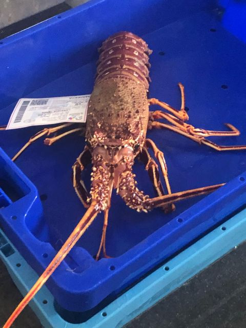 Villajoyosa: Seafood Route and Fish Auction. - Customer Feedback