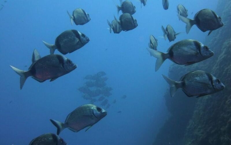 Villasimius: Capo Carbonara First Time Dive With Instructor - Exploring the Underwater World