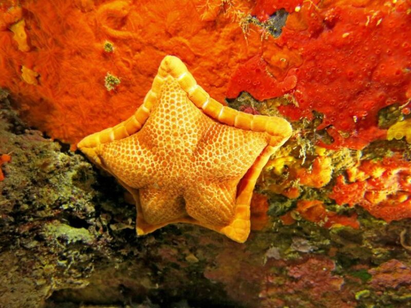 Villasimius: Capo Carbonara Marine Park Diving Tour - Important Details