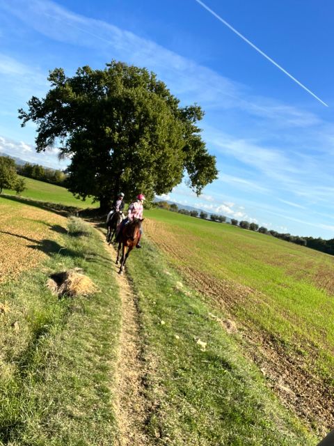 Vinci: Horseback Riding Meditation Experience - Engaging in Horseback Riding