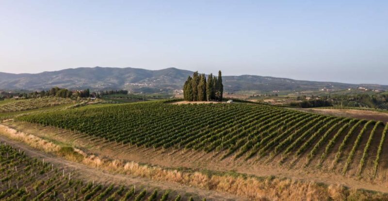 Vinci: Wine-Experience Among the Tuscan Hills - Discovering Fattoria Dianella 1