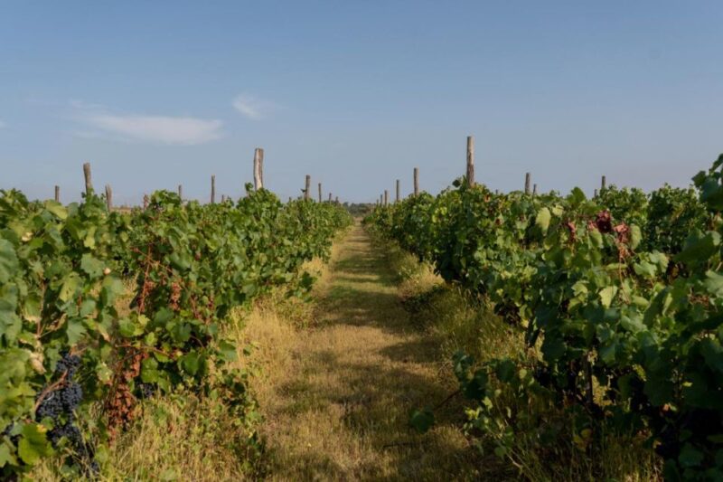 Vineyard Elegance: A Mendoza Wine Odyssey - Pickup and Itinerary