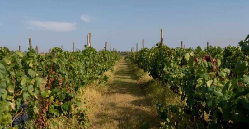 Vineyard Elegance: A Mendoza Wine Odyssey - Reserve Your Spot