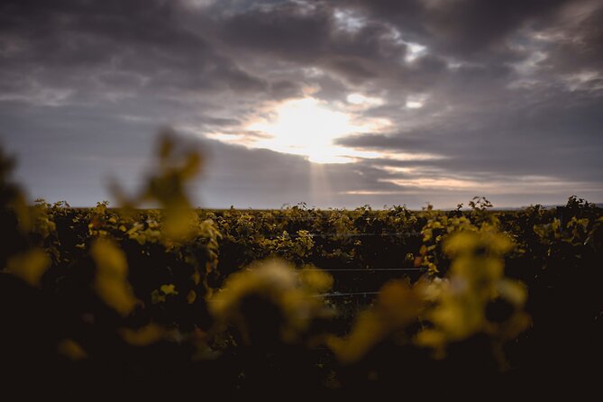 Vineyard Tour and Wine Tasting in Davron - Experience Details