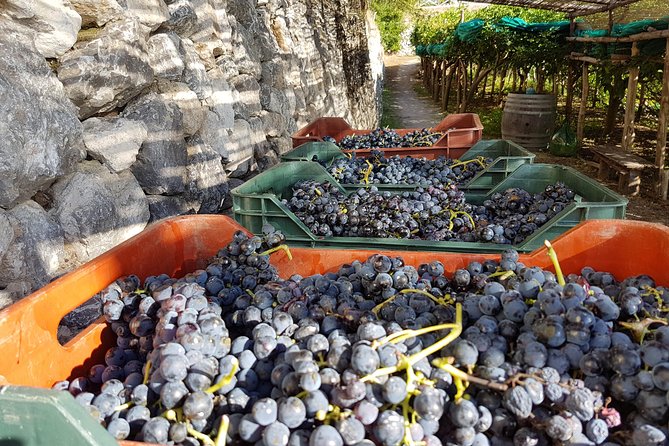 Vineyard Tour at One of the Most Famous Wine-Production Centres in the Amalfi C. - Exploring the Renowned Amalfi Vineyards