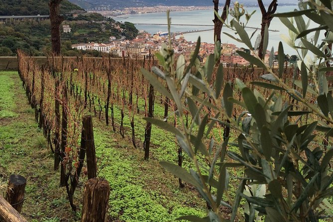 Vineyard Tour at One of the Most Famous Wine-Production Centres in the Amalfi C. - Customized Private Tour Experience