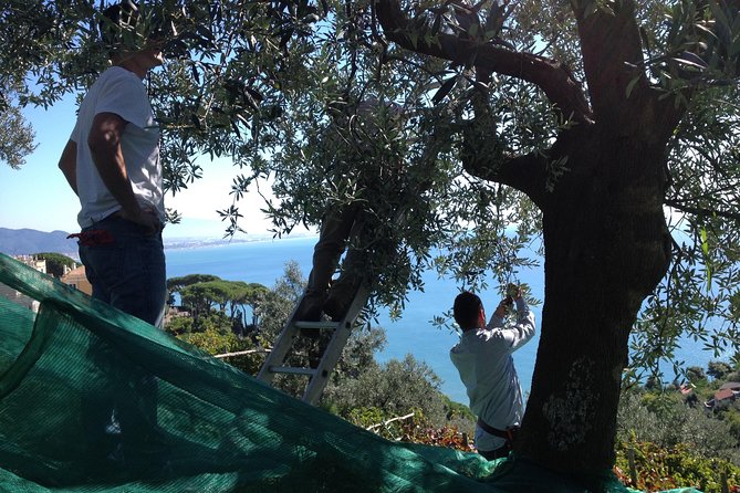 Vineyard Tour at One of the Most Famous Wine-Production Centres in the Amalfi C. - Flexible Booking and Cancellation Policy