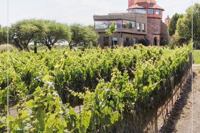 Vineyard, Tour, Tasting and Fun in San Miguel De Allende - Tour Guide Expertise