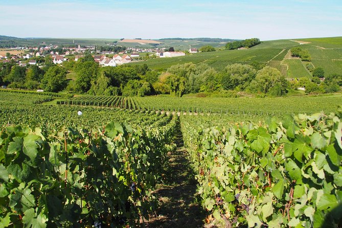 Vineyard Tour & Tasting of All Our Lineup - Cancellation and Refund Policy