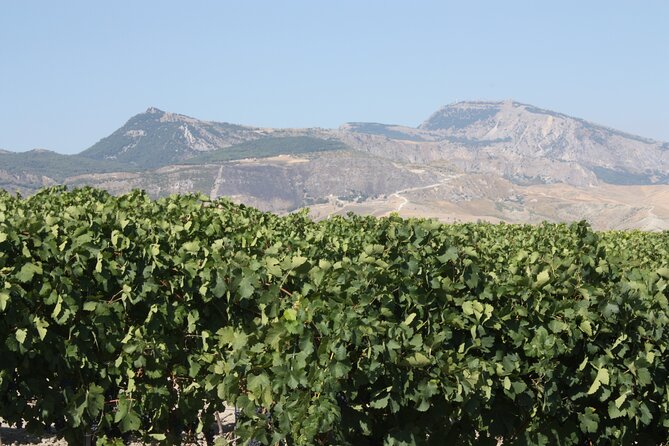 Vineyard Tour, Wine and Sicilian Delicacies Tasting at a Winery in Agrigento - Logistics and Accessibility
