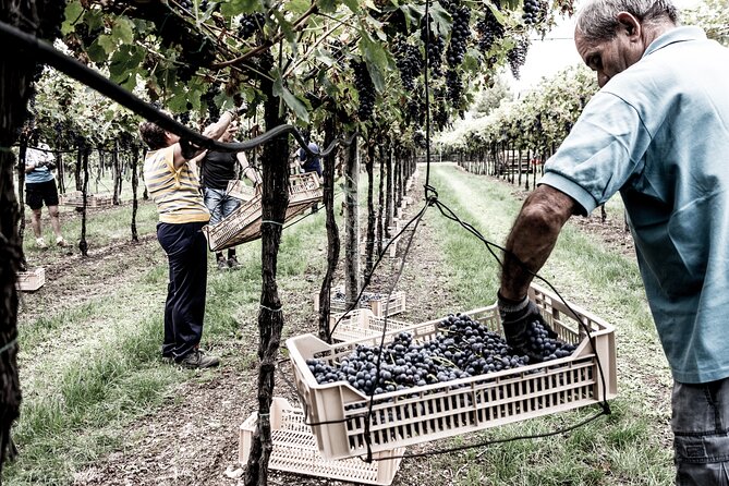 Vineyard Tour With Light Lunch in Valpolicella - What to Expect on the Tour