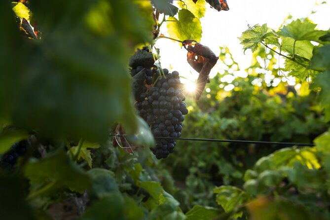Vineyard Tour With Wine Tasting and Local Products - Meeting and End Points
