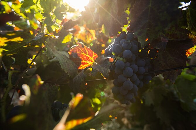 Vineyard Tour With Wine Tasting and Local Products - Participant Information