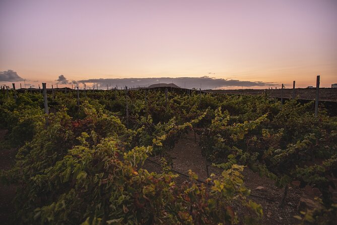 Vineyard Tour With Wine Tasting and Local Products - Positive Reviews
