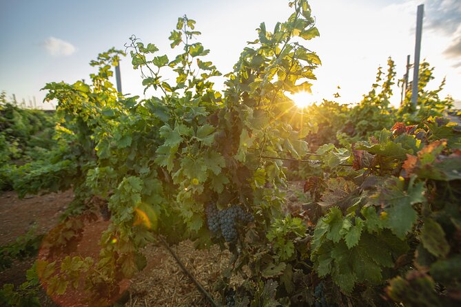 Vineyard Tour With Wine Tasting and Local Products - Knowledgeable Guides