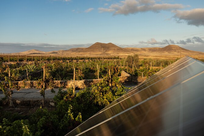 Vineyard Tour With Wine Tasting and Local Products - Memorable Experience