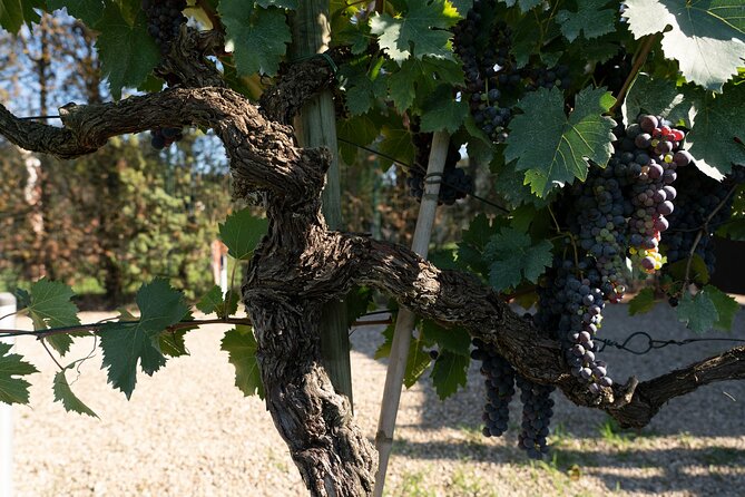 Vineyard Walk & Wine Tasting in Tuscany - Wine Tasting and Pairings
