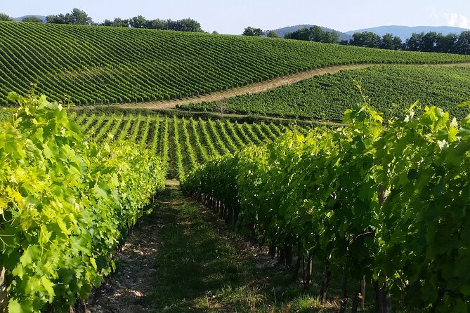 Vineyard Walk & Wine Tasting in Tuscany - Cancellation Policy and Confirmation